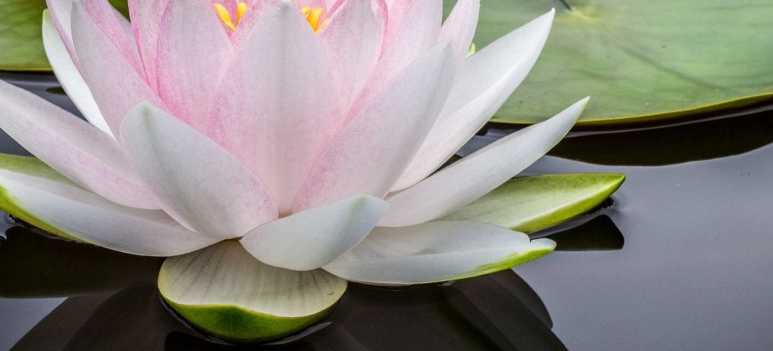 Bien-être - Shiatsu/Do-In (Bourges)